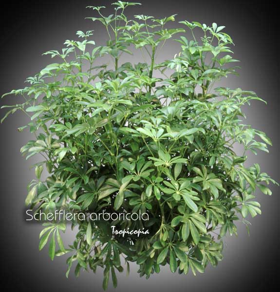 Schefflera - Schefflera arboricola - Hawaiian elf, Parasol plant